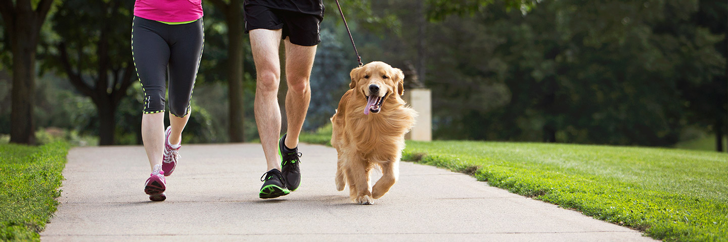 DogWatch of Delaware, Newark, Delaware | Electronic Dog Training Collars Footer Image Image