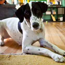 DogWatch of Delaware, Newark, Delaware | Indoor Pet Boundaries Contact Us Image