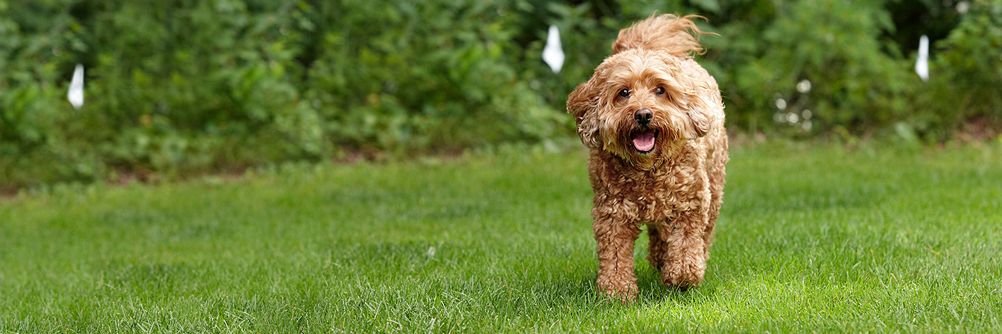 best hidden fence for dogs