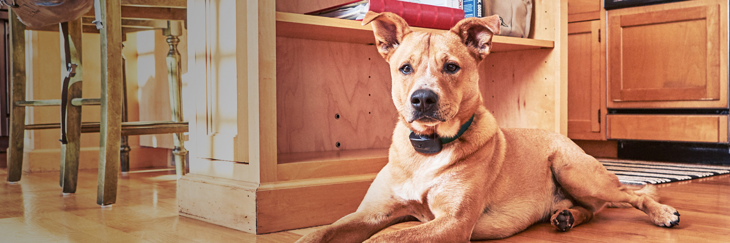 DogWatch of Delaware, Newark, Delaware | Indoor Pet Fences Slider Image