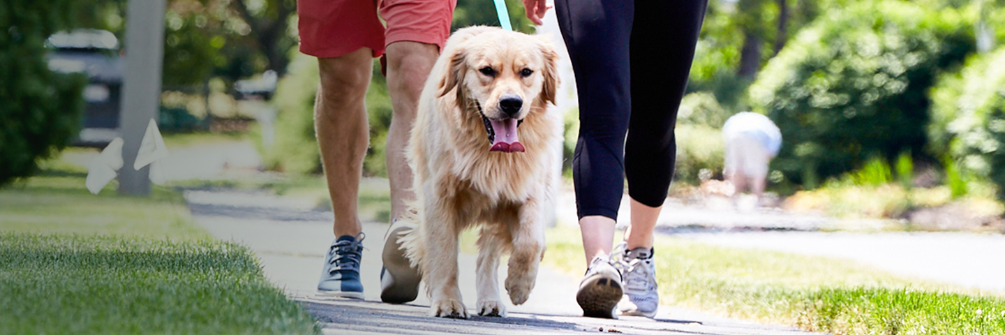 DogWatch of Delaware, Newark, Delaware | SideWalker Leash Trainer Slider Image