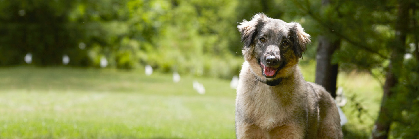 DogWatch of Delaware, Newark, Delaware | 1200Fence Slider Image