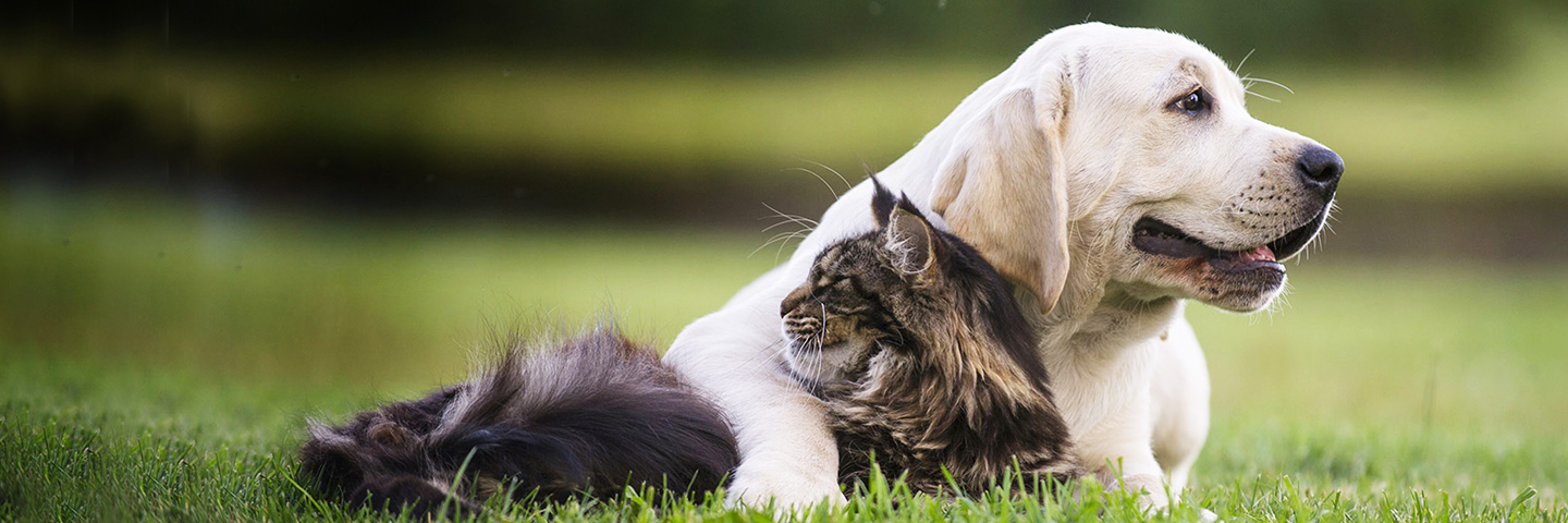 DogWatch of Delaware, Newark, Delaware | Cat Fences Slider Image